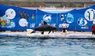 深圳海洋世界门票 深圳海洋世界门票